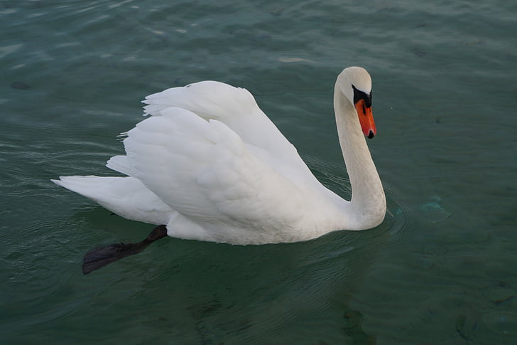 lake, swan, annecy, haute-savoie, water, majestic, feathers