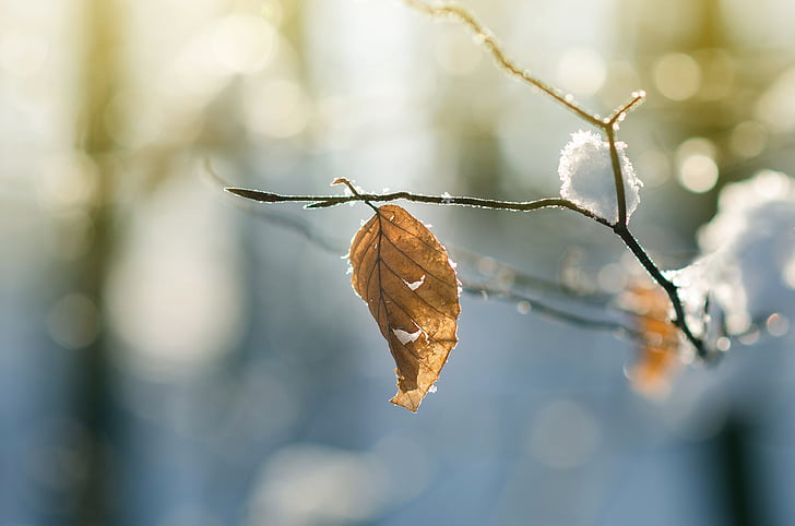 invierno, bosque, Frost, leafe, licencia, seco, rama