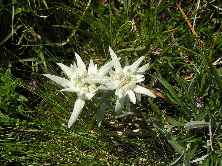 Edelweiss, blomst, fjell, alpint, Allgäu, natur, anlegget
