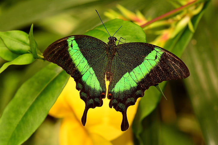 smaragd swallowtail, fjäril, insekt, grön, påfågel, Papilio, Palinurus