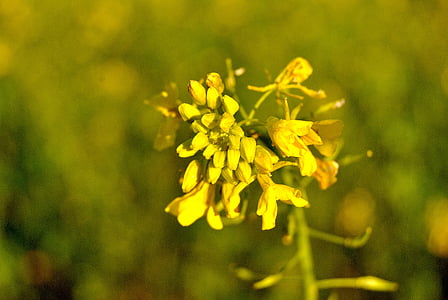 campo, violación de semilla oleaginosa, flor, floración, amarillo, verde, otoño