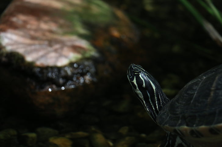 Schmuckschildkröte, Schildkröte, Reptil, am Ufer, Natur