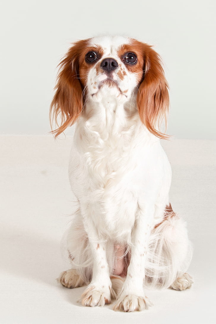 Hund, Cavalier King Charles spaniel, Bi-color, weiß, sitzen, Haustiere, Tier
