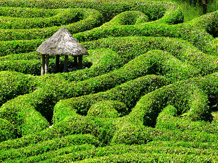 Maze, labyrinten, glendurgan, trädgård, Cornwall, södra körtel, Storbritannien