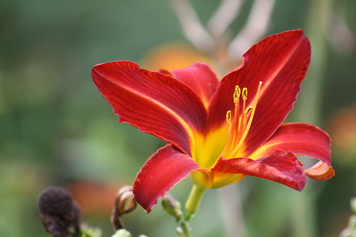 Wisley garden, orchidej, květ, červená, exotické, detaily, květ