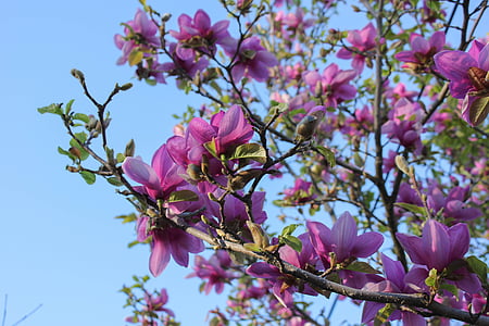 lautanen magnolia, Magnolia, puu, Kevät, soulangeana, kasvitieteen, terälehtiä