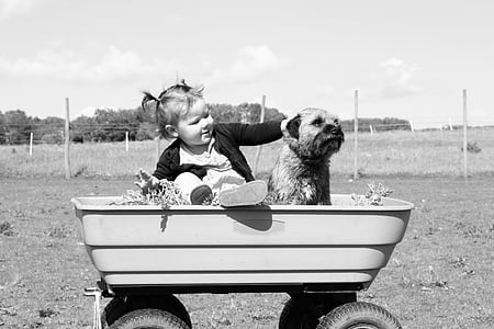 bebê, menina, preto e branco, carrinho, cão, menina, animal de estimação
