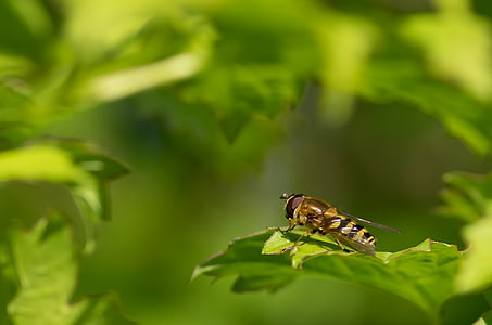 syrphid gordel, Browser, lente, Diptera, insect, natuur, dier