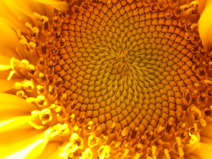 sunflower, yellow, nature