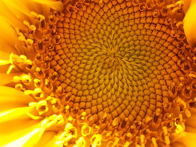 bunga matahari, kuning, alam