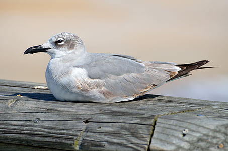 seagull, bird, resting, pier, sea, animal, gull