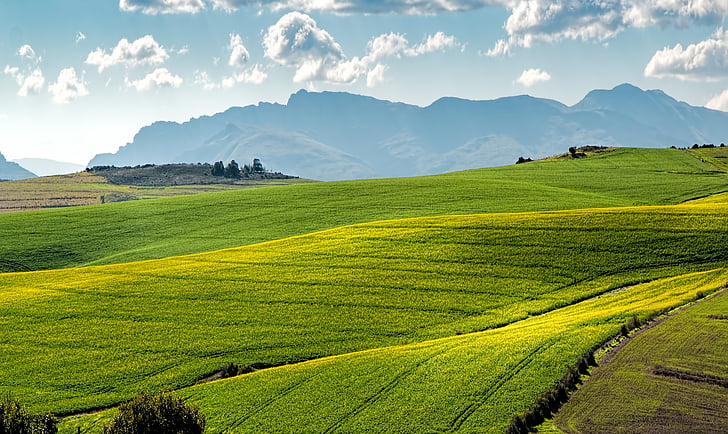 canola fields, green, rolling hills, agriculture, farm, landscape, crop