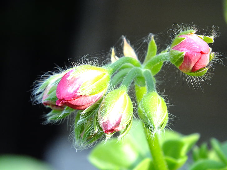 Geranium, Bud, roosa, spider web, lilled, Aed lill, õrn