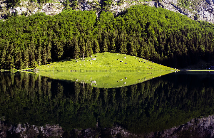 Seealpsee, água, verde, árvore, Alpina, Suíça, Verão