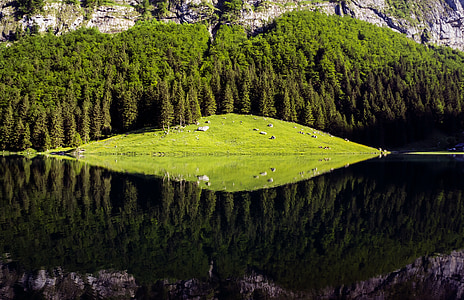 seealpsee, vesi, vihreä, puu, Alpine, Sveitsi, kesällä