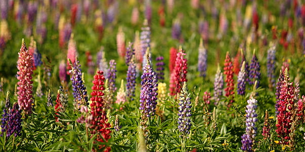 lupins, natural, summer, flower