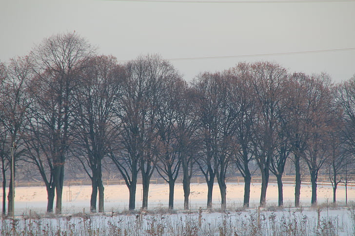 trær, Vinter, snø landskap, Panorama