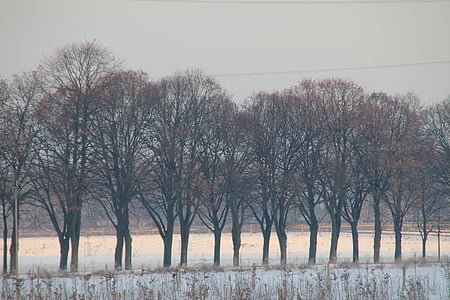 деревья, Зима, Снежный пейзаж, Панорама