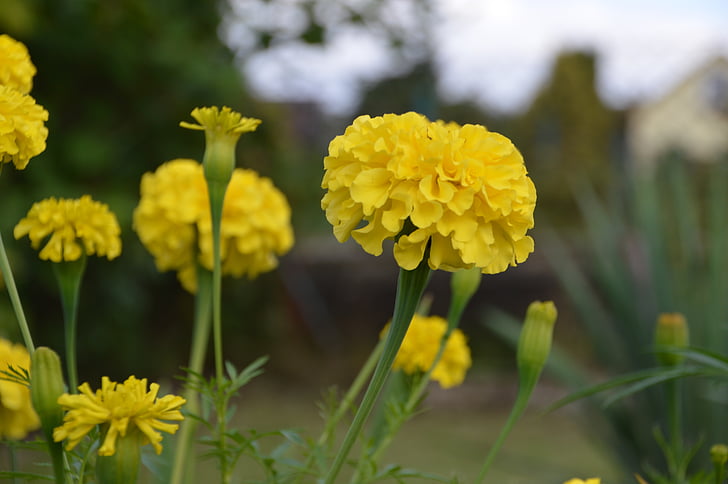 Marigold, blomma, gul, naturen, Anläggningen, trädgård