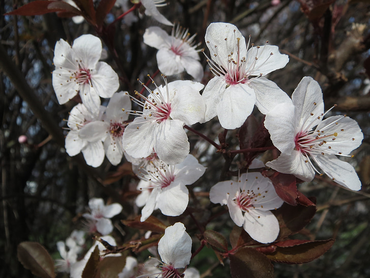 Prunus domestica, blommande, Blomställning, makro, Flora, botanik, Anläggningen