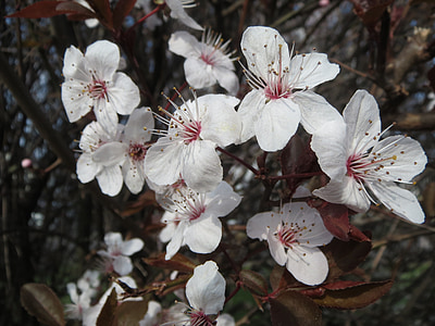 Prunus domestica, ziedēšanas, ziedkopa, makro, Flora, botānika, augu