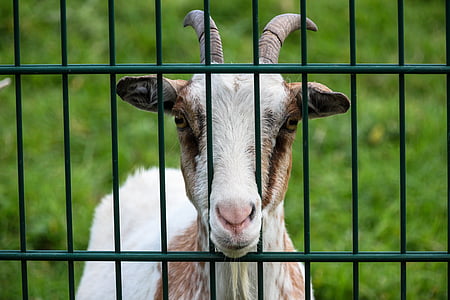 goat, fence, enclosure, hof, snout, grass, green