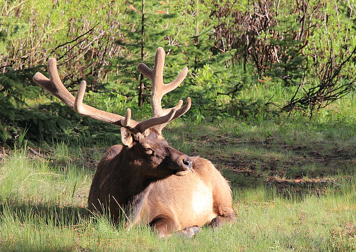 elk, wildlife, nature, animals, horns, sunshine