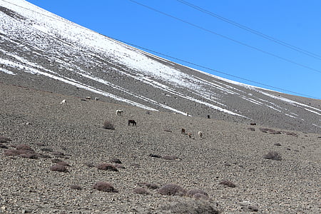 pendiente, montaña, de pastoreo, caballo, paisaje, nieve, Nevada