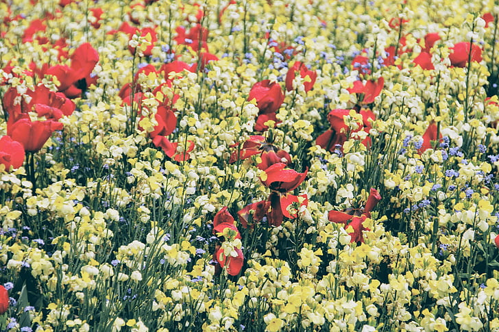 Londra, Lunca, Anglia, verde, flori, floare, plante