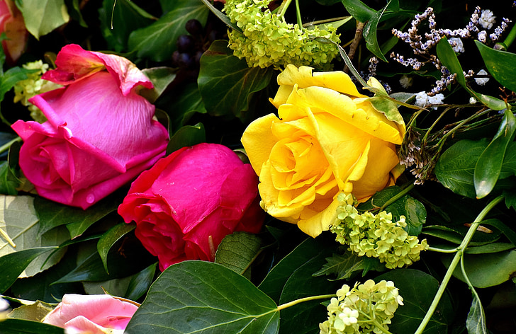 roses, yellow, pink, garden rose, blossom, bloom, plant