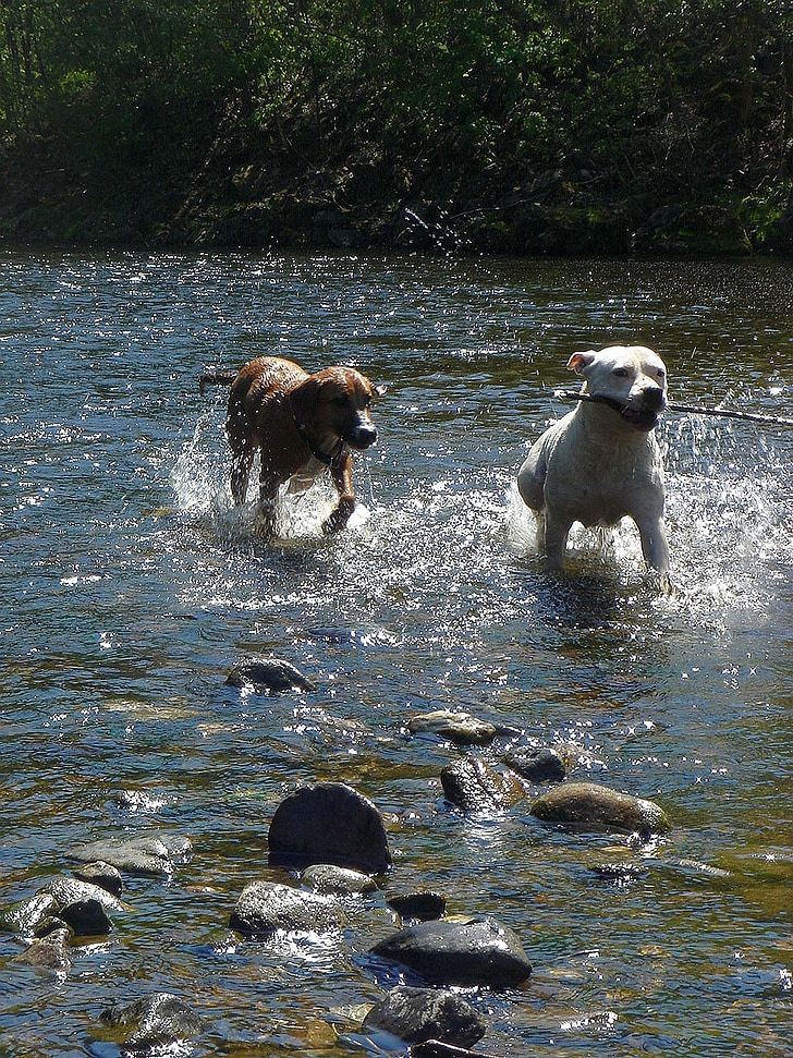 ฤดูร้อน, ดวงอาทิตย์, น้ำ, สุนัข, ความสุข