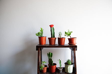 Cactus, saftiga, inomhus, inredning, Flora