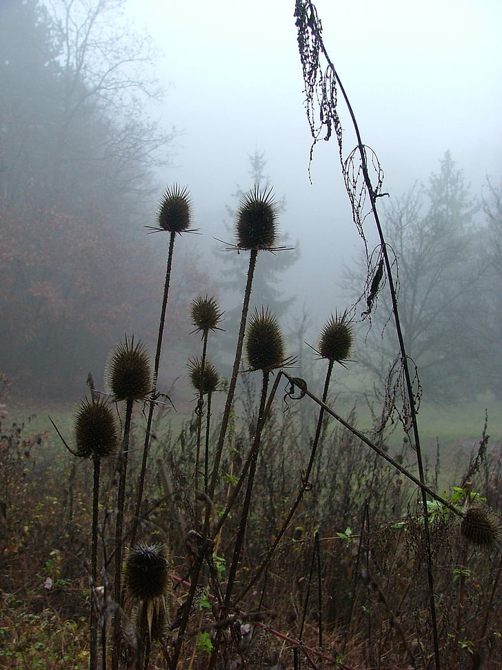 bosque, naturaleza, niebla, otoño, cardo, colinas de Aggtelek