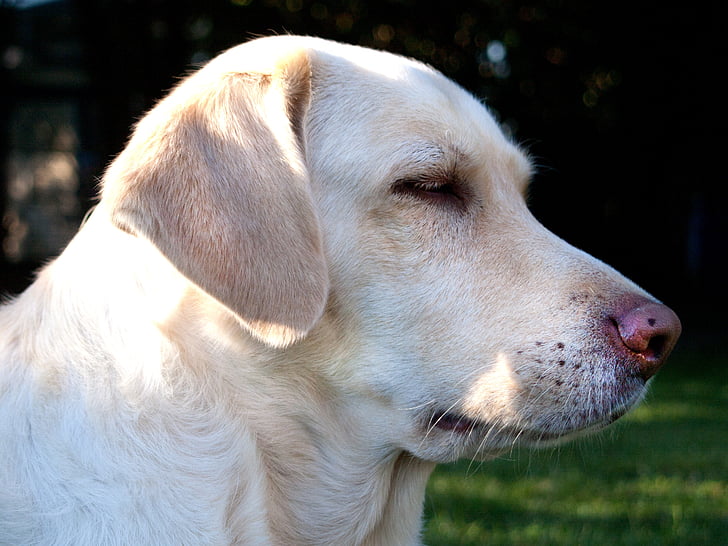 kutya, fekvő, Weimaraner labrador mix, fehér, kedves, hibrid, PET