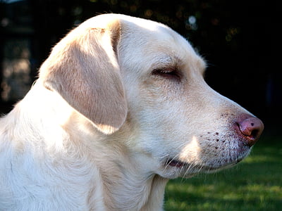 dog, lying, weimaraner labrador mix, white, dear, hybrid, pet