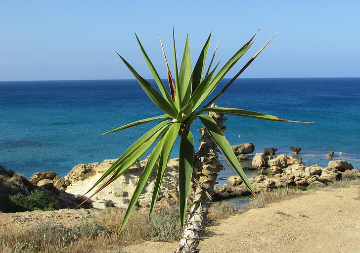 Palme, vrt, morje, obzorje, Ciper, narave, obale