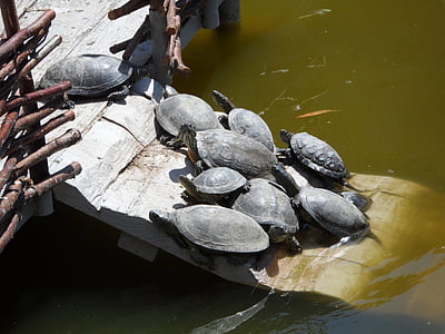 skildpadde, søen, i solen