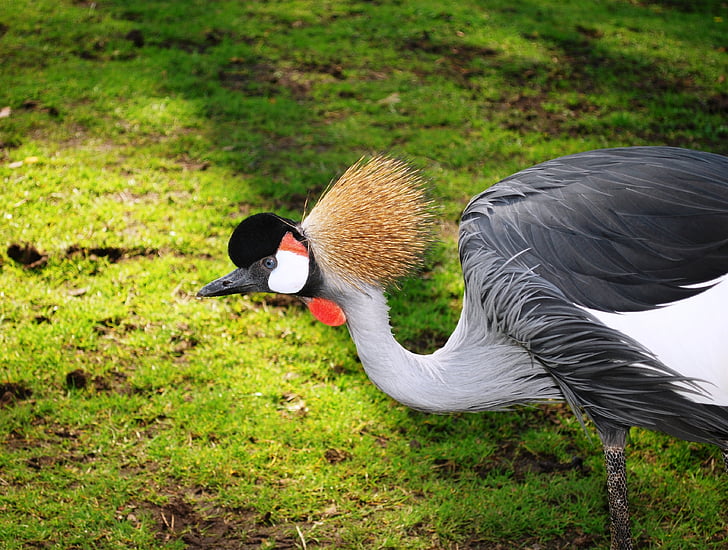 grå krönt crane, Crane, Balearica regulorum, exotiska, djur, fjäder, fågel