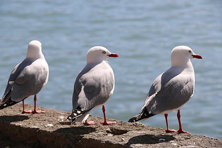 Seagull, pájaro, Gannet, Playa, árbol