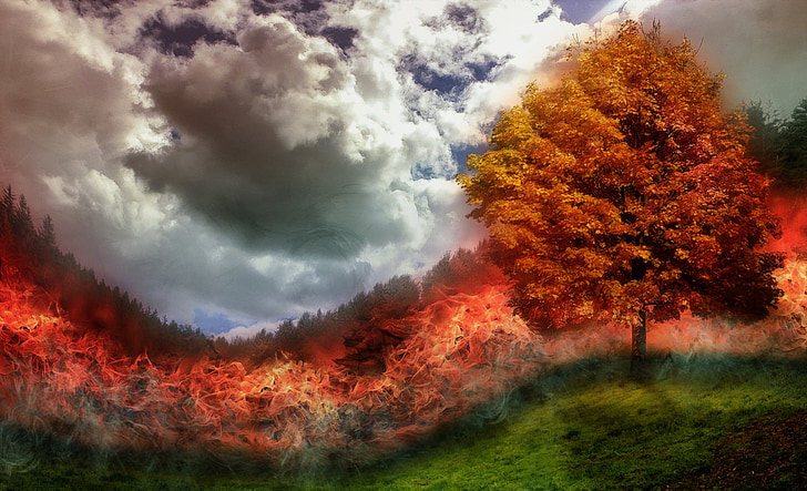 fire, brand, forest fire, flame, tree, meadow, photoshop