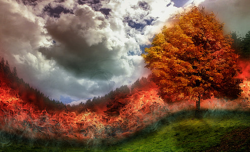 feu, marque, feu de forêt, flamme, arbre, Meadow, Photoshop