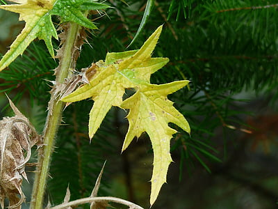 thistle, leaf, autumn, wild plant, nature, green, close-up