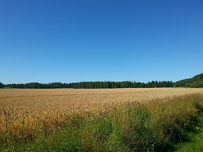 bidang, gandum, ladang jagung, pertanian, pedesaan, panen, tanaman