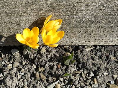 crocus, bloom, earth, dry, live, yellow, spring