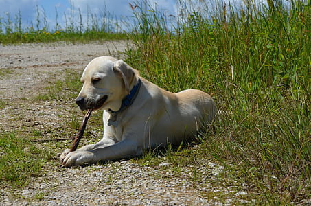 Labrador, chien d’arrêt, chien, bâton, animal