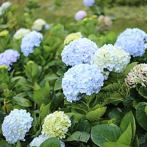 lill, Dalat, Vietnam, looduslik, Hortensia, roheline värv, taimne