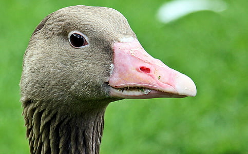 goose, goose-head, bird, bill, wildlife photography, plumage, portrait