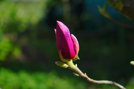 Magnolie, Magnolia blossom, Blüte, Bloom, lila, violett, rötlich