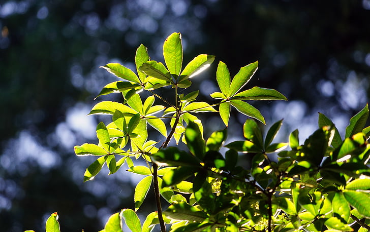 leaves, sun, green, silhouettes, back light, public record, plant