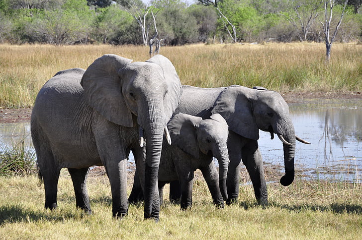tres, gris, elefante, caminando, cerca de, cuerpo, agua